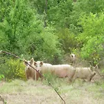 In Tuscany Near Vineyards Апартаменты